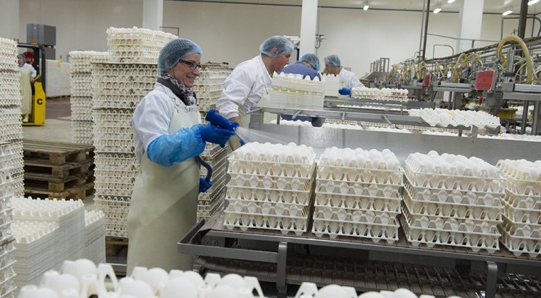 Approvisionnement en œufs des machines de casse IGRECA
